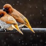 singer sewing machine 1120 manual